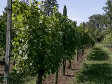 Bonaventura Monfalcone-14.08.2019 Vigna e cervi-Villa Chiozza-Scodovacca-foto di Katia Bonaventura