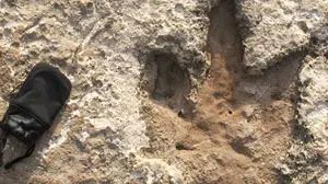 Una delle orme dello Spinosaurus aegyptiacus africano rinvenute a Pola