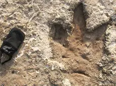 Una delle orme dello Spinosaurus aegyptiacus africano rinvenute a Pola