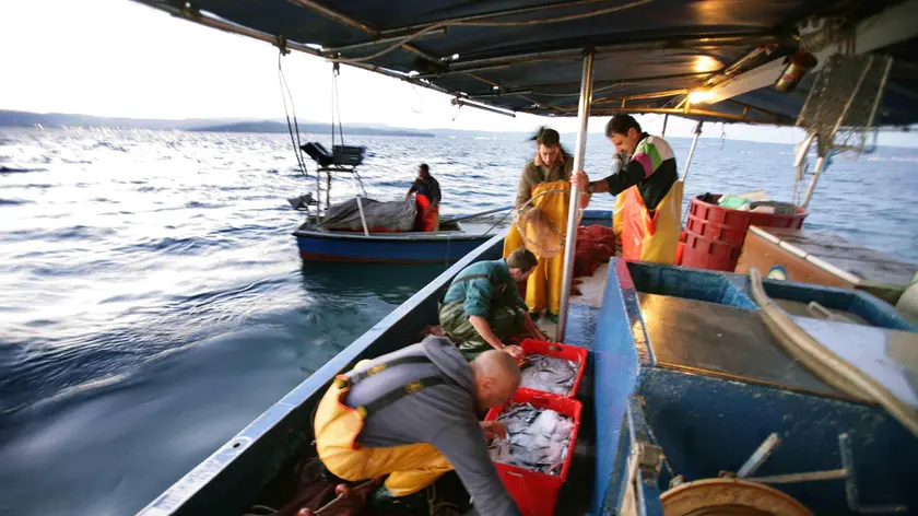 sterle trieste racconto di pesca