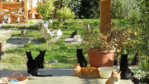 L'oasi felina di Trieste (Foto tratta da ilgattile.it)