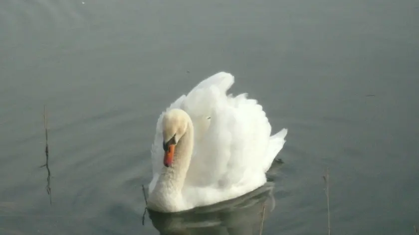 Un cigno