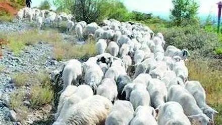 Un gregge nel verde di Ceroglie