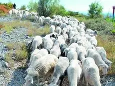 Un gregge nel verde di Ceroglie