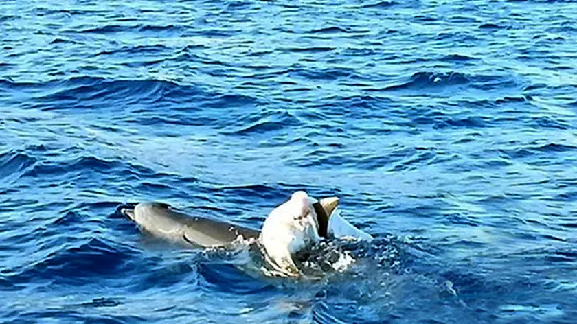 Il baby delfino, ormai morto, portato sul dorso dalla mamma in una foto fornita dall'associazione Plavi Svijet