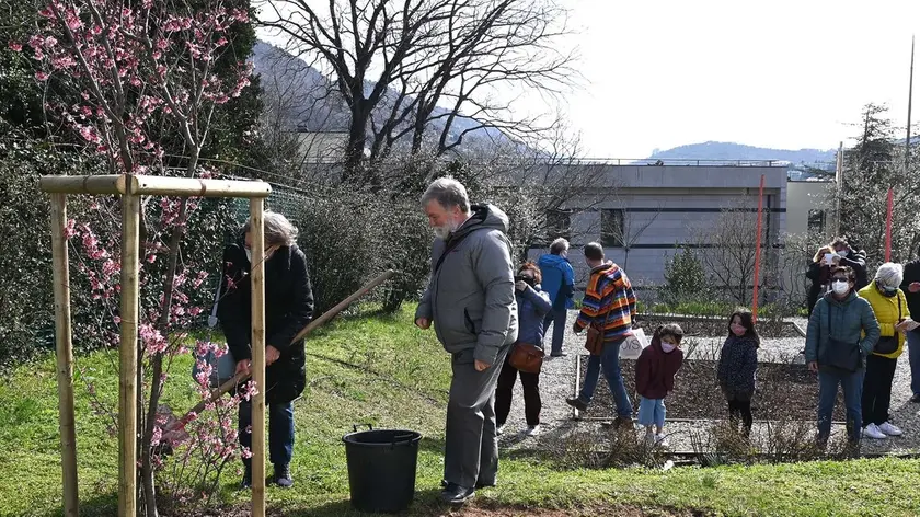 Foto BRUNI Trieste 27.02.2021 Ex OPP- il giardino dei ciliegi giapponesi