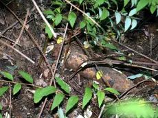 Un residuato bellico rinvenuto in un bosco (Foto di archivio)