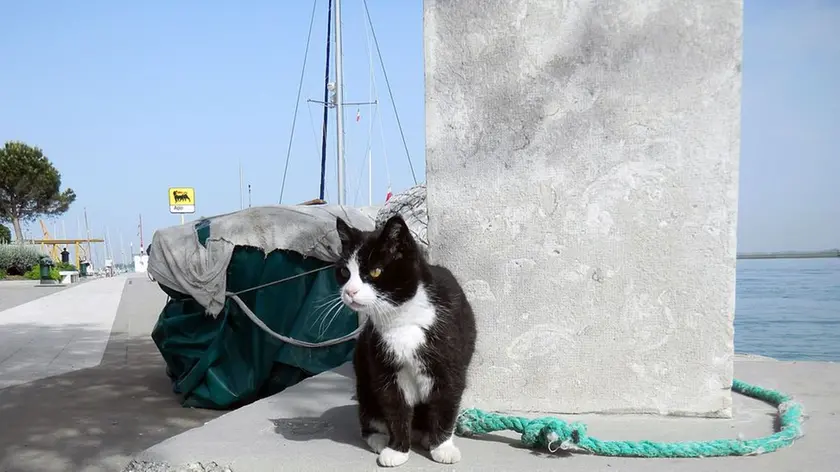 GRADO - gatto sul molo torpediniere