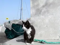 GRADO - gatto sul molo torpediniere