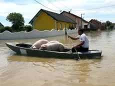 epa04215739 A man uses a boat to leave with his pigs the flooded area in the city of Orasje, 250 km from the capital of Bosnia, Sarajevo, Bosnia and Herzegovina, 20 May 2014. A state of emergency has been declared in Bosnia and Herzegovina due to severe floods caused by rain falling for several days. Thousands of people in Bosnia, Serbia and Croatia were evacuated late 19 and early 20 May 2014 as rising floodwaters swallowed homes and farmland after last week's record rains. EPA/FEHIM DEMIR
