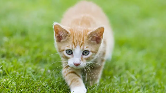 C1XWP6 European Shorthair kitten in garden. Image shot 04/2010. Exact date unknown.
