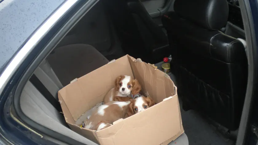 I cagnolini sequestrati dalla Finanza a Fernetti
