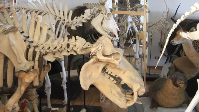 Lasorte Trieste 02/08/11 - Via Tominz, Museo di Storia Naturale,