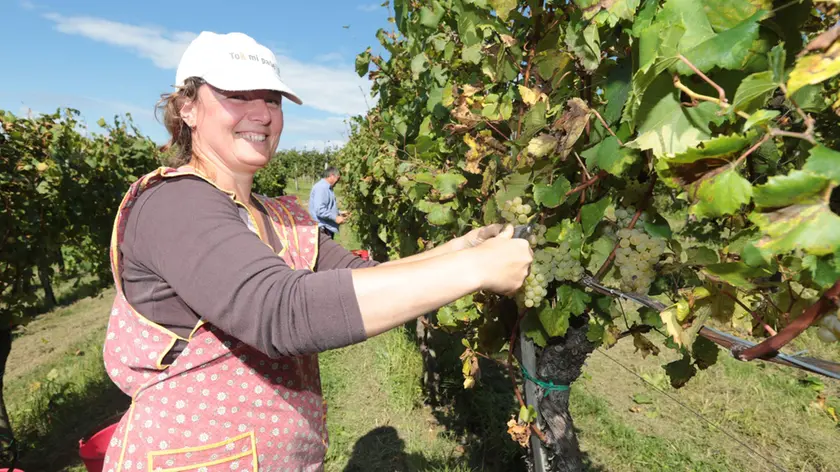 Un momento della vendemmia sul Collio (Bumbaca)