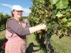 Un momento della vendemmia sul Collio (Bumbaca)