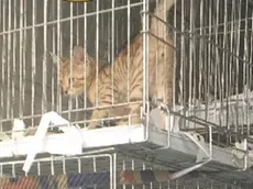 Il gatto di razza Bengal in gabbia