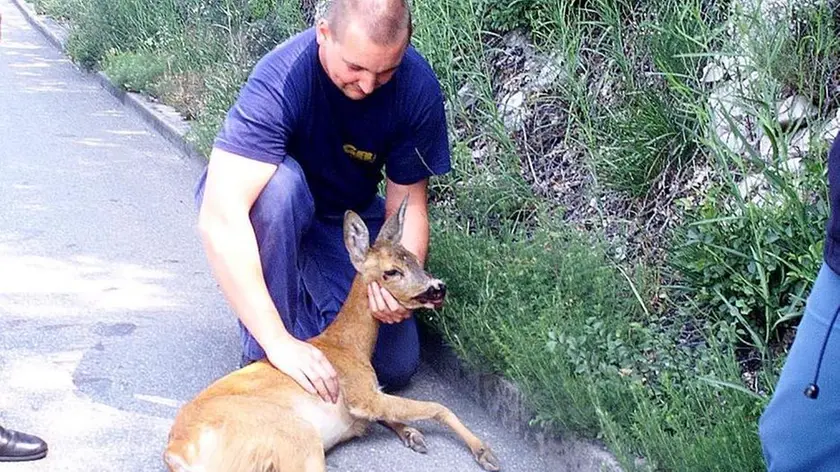 Lasorte - Trieste - Soccorsi a Capriolo ferito sulla strada che porta da Cattinara a Strada per Basovizza