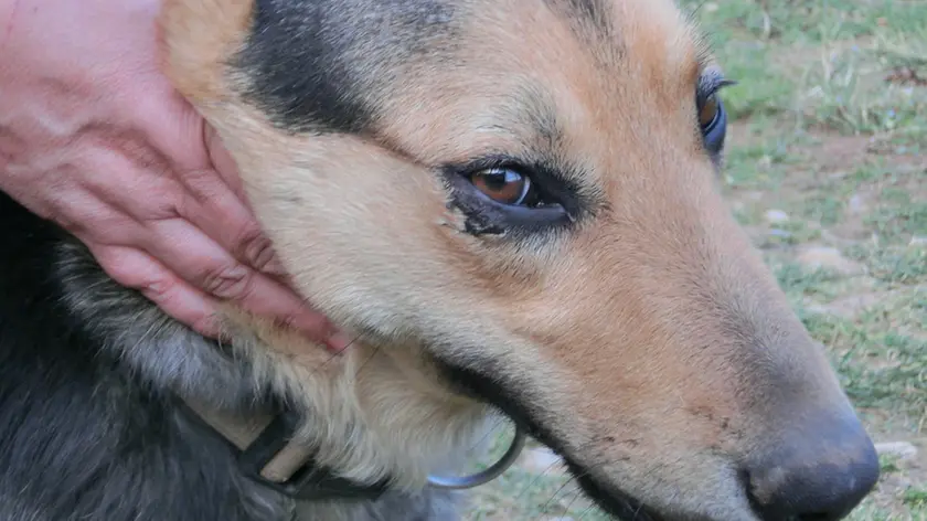 Diana, il cane bastonato dai ladri durante un raid: si vede chiaramente l'ecchimosi sotto l'occhio destro