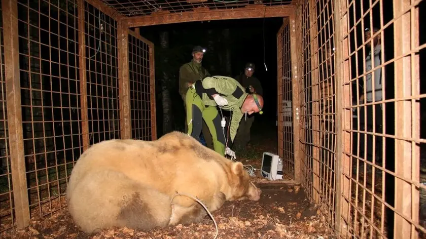 L'orso catturato e poi liberato a Verzegnas
