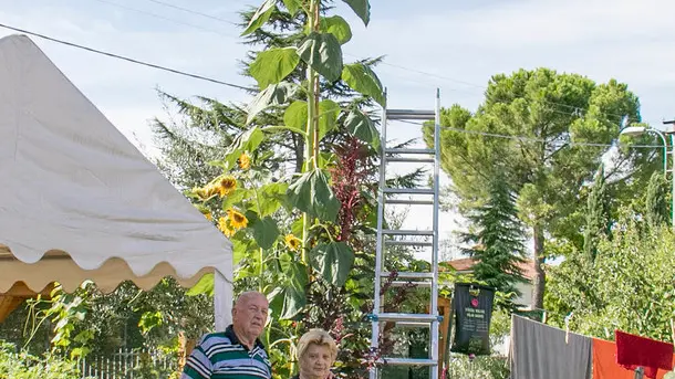 Bonaventura Monfalcone-10.09.2019 Girasole gigante-Famiglia Giacovaz-Fogliano Redipuglia-foto di Katia Bonaventura