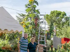 Bonaventura Monfalcone-10.09.2019 Girasole gigante-Famiglia Giacovaz-Fogliano Redipuglia-foto di Katia Bonaventura