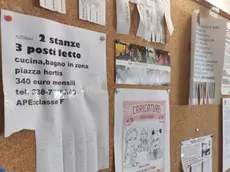 Lasorte Trieste 09/08/19 - Bacheche Universita', Offerta Richiesta Camere per Studenti