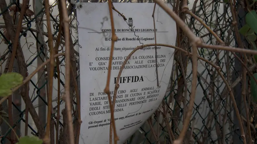 Bonaventura Monfalcone-17.12.2018 Colonia felina-Via VII giugno-Ronchi dei Legionari-foto di Katia Bonaventura