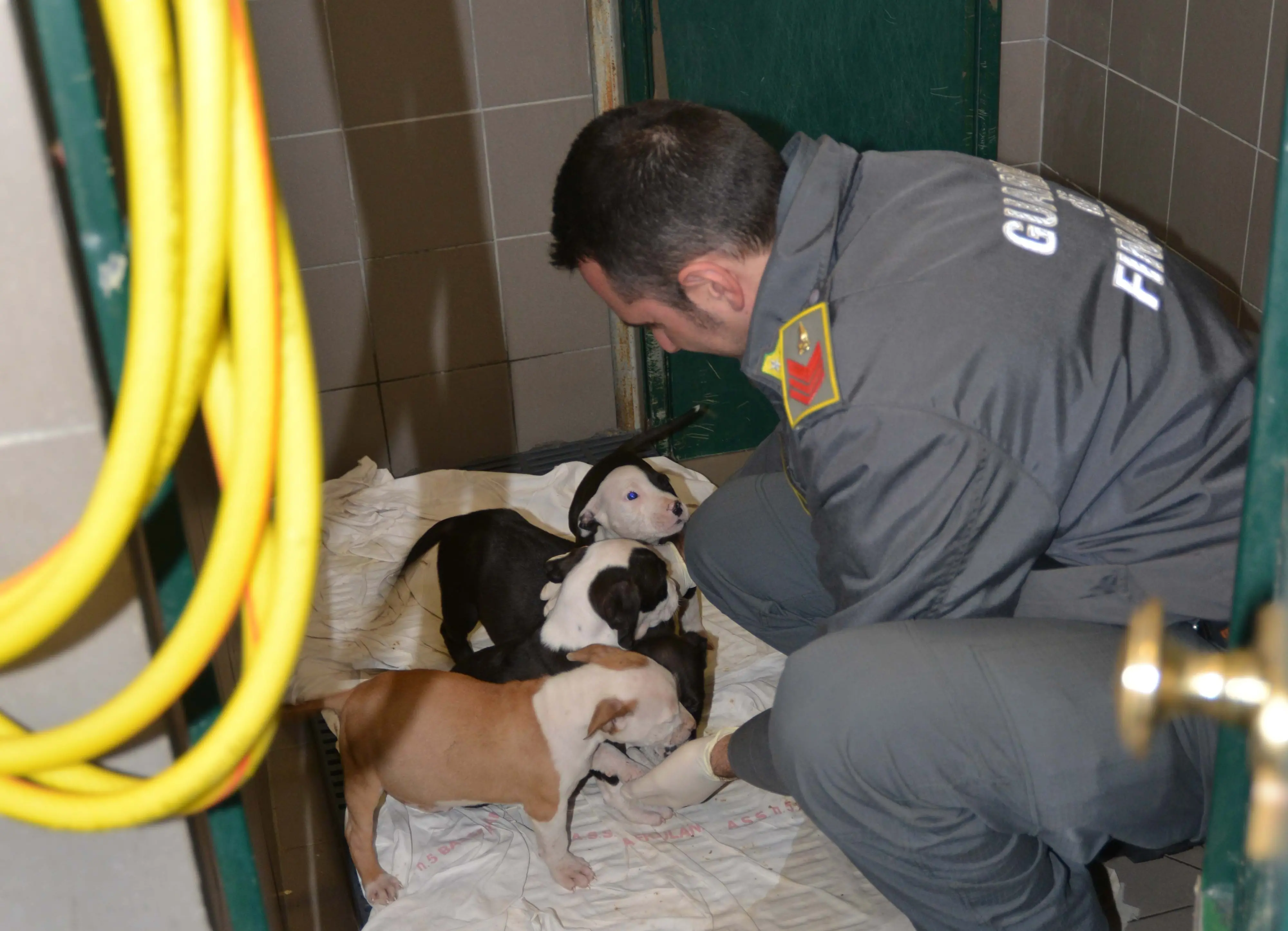 I cuccioli liberati dalle Fiamme Gialle