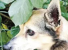 REX. In cerca di una casa tranquilla dove vivere serenamente.