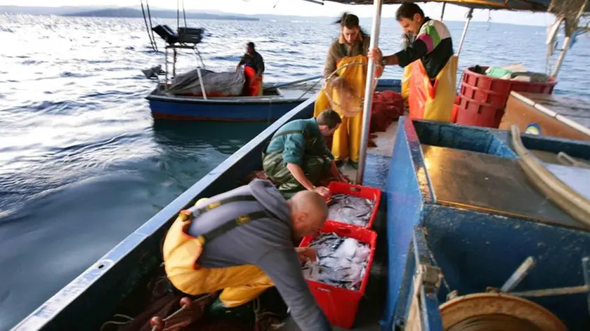 sterle trieste racconto di pesca