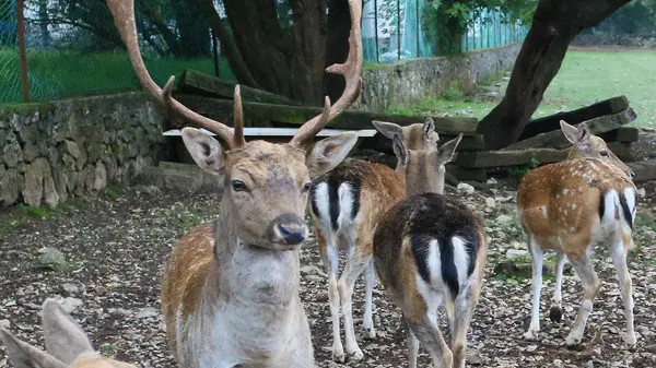 Lasorte Trieste 15/10/19 - Prosecco, Mobili Elio, Parco Animali