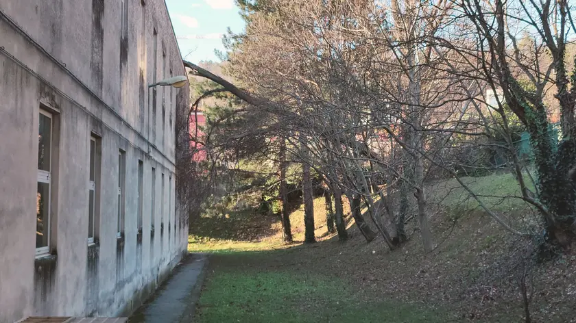 L'albero caduto sulla scuola Slomsek (Lasorte)