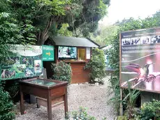 Il Centro per la salvaguardia dei colibrì del parco di Miramare