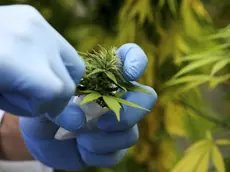 Via alla vendita di cannabis per uso terapeutico