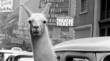 USA. New York City. 1957. A Llama in Times Square.