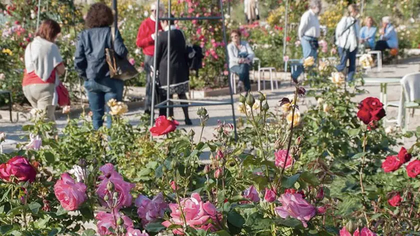 Il roseto all’interno del parco dell’ex ospedale psichiatrico di San Giovanni dove il regista Davide Del Degan giocava da bambino e oggi porta a giocare i suoi figlI