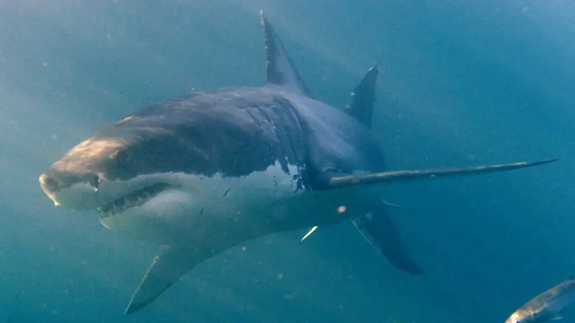 epa02212768 A Great White shark (Carcharodon carcharias) is seen from the safety of a steel cage submersed next to a boat in the Indian Ocean, Gansbaai, South Africa, Saturday 19 June 2010. Shark cage diving in South Africa attracts thousands of adventure tourists from around the world to have the unique opportunity to see these creatures from a boat and also in the water behind a steel cage. The practice of shark cage diving involves 'chumming' the waters with fish oil and remains to attract the sharks. This has become highly controversial in light of the increase in shark attacks in Cape waters in recent years. EPA/HELMUT FOHRINGER