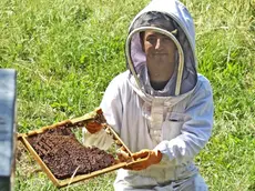 Silvano Trieste 16/05/2017 Paesi del Carso, Grozzana, Basovizza, Apicoltura Abrami Carboni