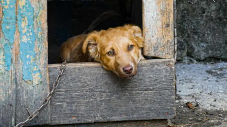 Un cane sconsolato in una foto tratta dal web