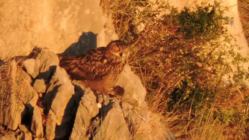 Il gufo reale sulle Falesie fotografato da Paolo Utmar