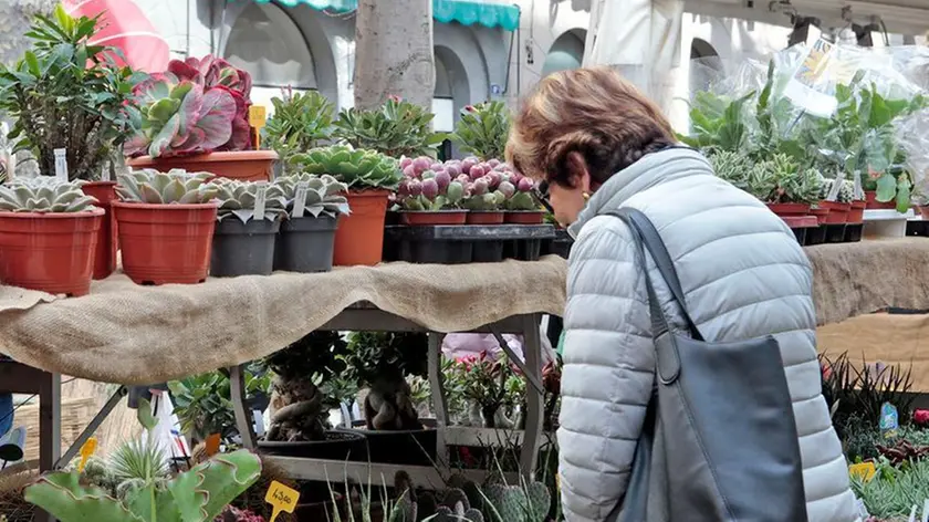 Una delle precedenti edizioni di “Trieste in fiore”