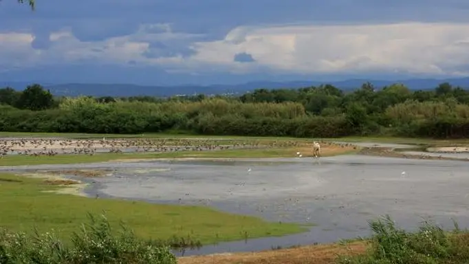 Uno dei bacini dell’Isola della Cona riallagato e meta di nuovi arrivi (Foto Candotto e Perco)