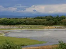 Uno dei bacini dell’Isola della Cona riallagato e meta di nuovi arrivi (Foto Candotto e Perco)