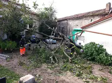 Alberi divelti a Sgonico (Lasorte)