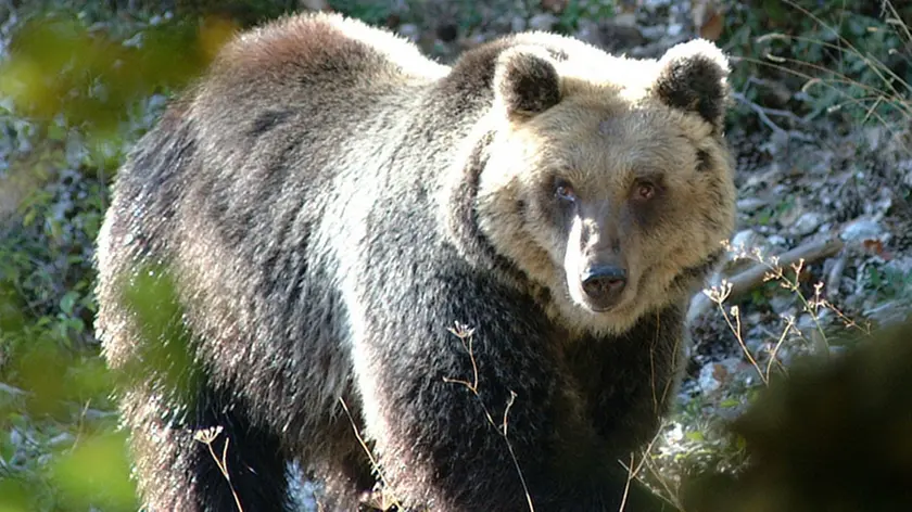 Un orso bruno in un'immagine d'arhivio. Proseguono per ora senza esito le ricerche dell'orsa Daniza che a Ferragosto aveva aggredito un cercatore di funghi nei boschi di Pinzolo in Trentino. L'animale, di 18 anni, è munito di un collare che lancia segnali radio ed i responsabili del Corpo forestale stanno cercando di localizzarlo con il radiogoniometro. L'operazione è resa difficile dal fatto che un orso - dicono i tecnici - può compiere spostamenti fino a 50 chilometri al giorno. Gli uomini impegnati nel tentativo di cattura hanno anche predisposto delle trappole nell'area interessata dalla presenza del plantigrado. ANSA