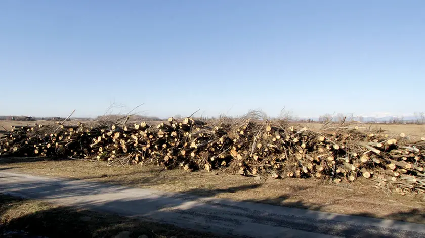Bonaventura Monfalcone-20.01.2016 Alberi tagliati-Isola della Cona-Staranzano-foto di Katia Bonaventura