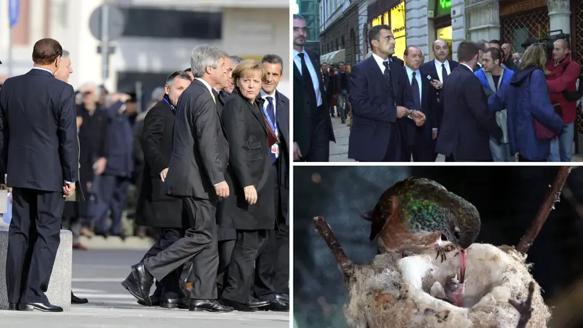Silvio Berlusconi mentre fa il famoso cucù alla Merkel e in visita a sorpresa nell'amata libreria Saba. Sotto il colibrì Silvio, chiamato così in suo onore