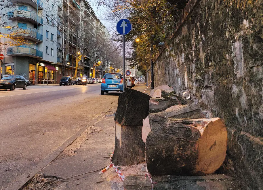 Lasorte Trieste 15/01/19 - Viale Ippodromo, Taglio Alberi