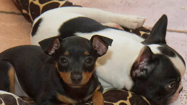 Bonaventura Monfalcone-09.06.2014 Sequestro cuccioli-Terranova-foto di Katia Bonaventura