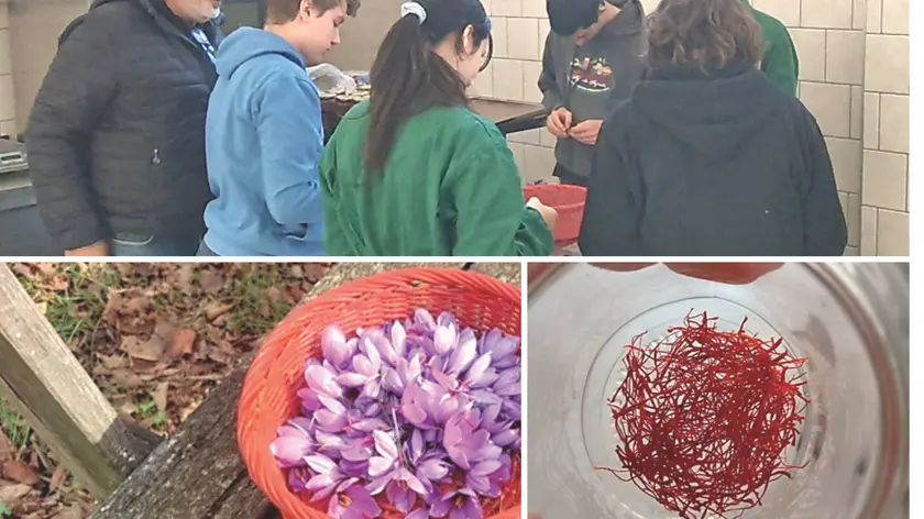 Dall’alto fiori di zafferano appena raccolti, i preziosi stigmi e studenti impegnati nella produzione